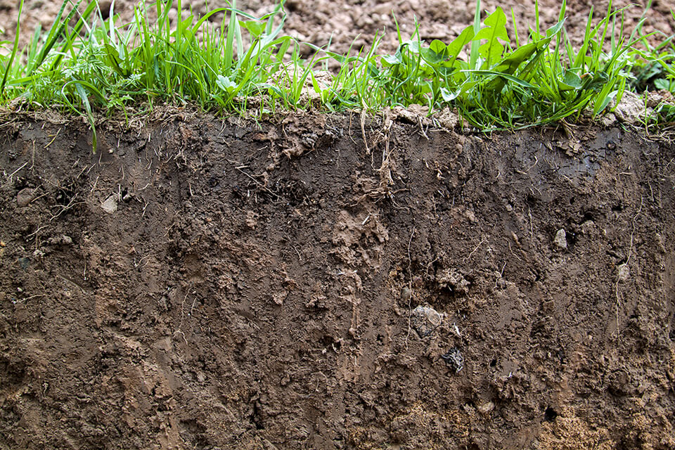 Close view of slice of soil