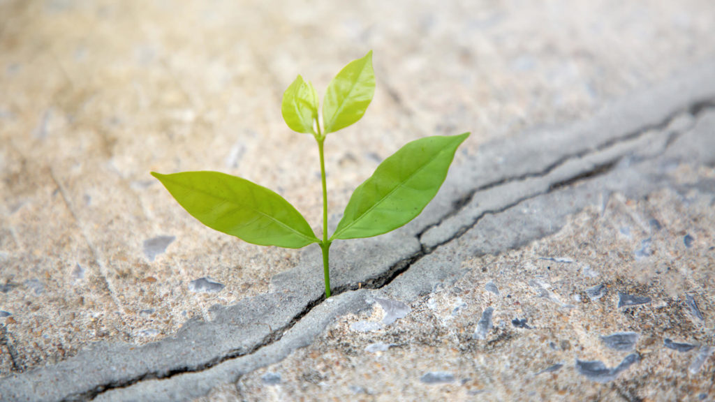 Plant sprouting from a crack in concrete.