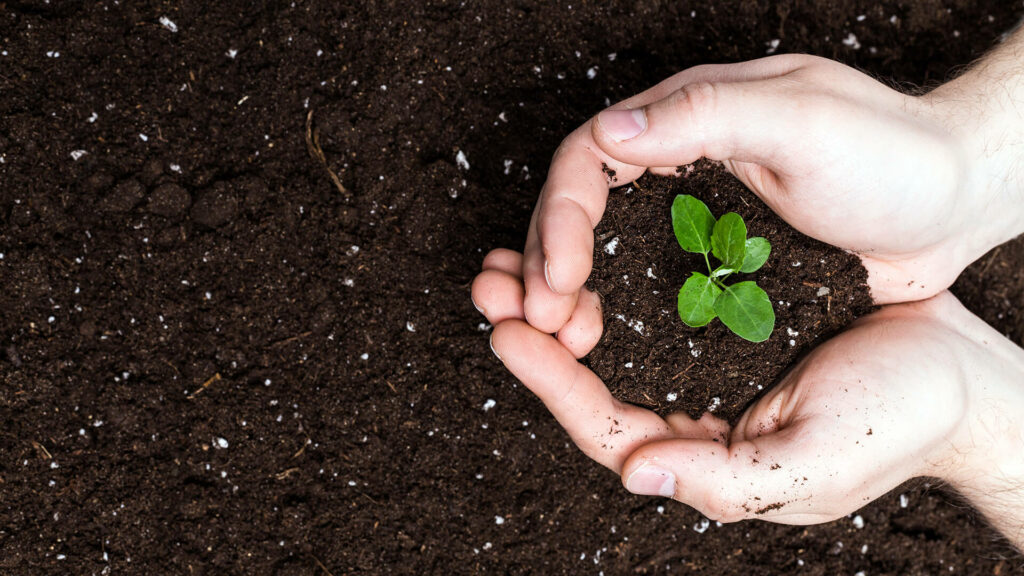 Plant sprouting from topsoil.