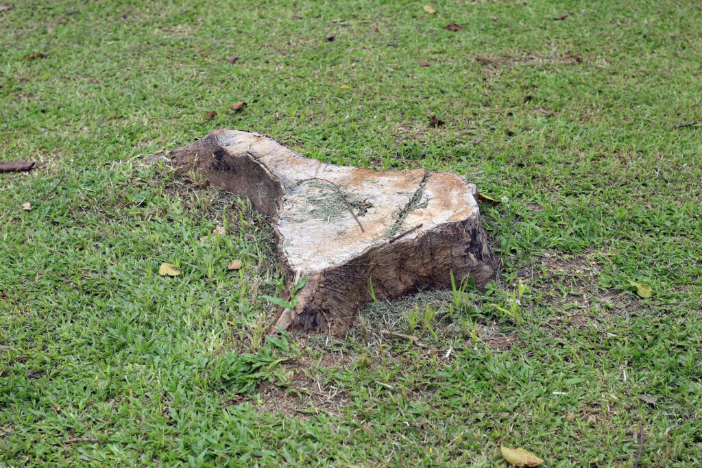 A lawn with a tree stump.