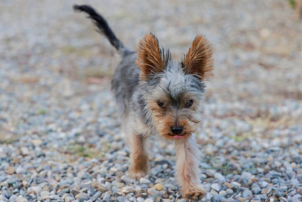 Small terrier walking on a compacted pea gravel surface in the yard.
